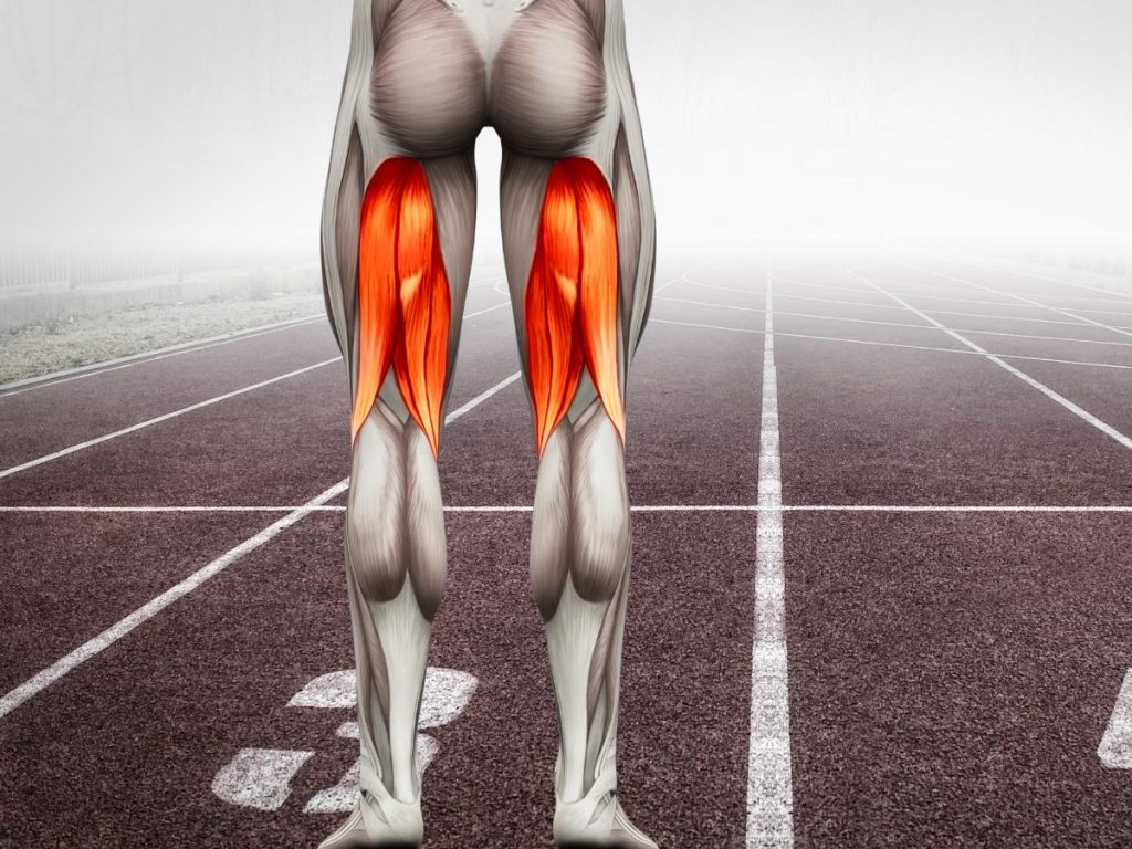 A rearview of a sketched athlete standing on a track. We see the three muscles composing the hamstring (Semitendinosus, Semimembranosus and Biceps femoris) to illustrate this article on hamstring strain.